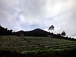 Cabbage farm in Batursari village